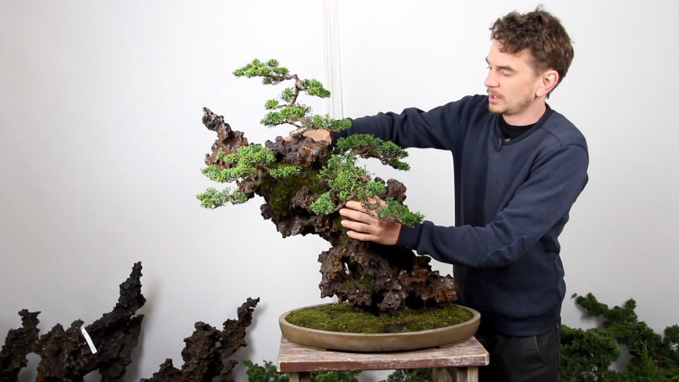 Develop Coniferous Bonsai